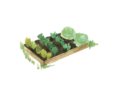Смешанные посадки овощей на грядке: примеры