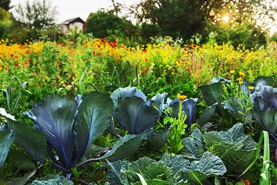 Смешанные посадки овощей | Примеры и схемы чем уплотнить посадки |  Маленькие огороды, Огородничество, Идеи посадки растений