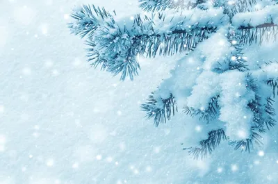 Новогодние открытки: Веточка елки со снегом