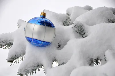 снежные елки покрыты снегом в тяжелом снегопаде - рождественский фон  Стоковое Фото - изображение насчитывающей напольно, день: 162326778