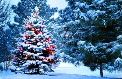 Искусственная елка ели на стволе со снегом - Рождественские украшения  FairyTrees