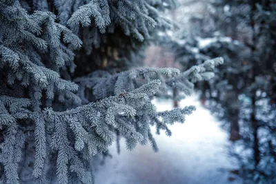 елки в снегу :: Танзиля Завьялова – Социальная сеть ФотоКто