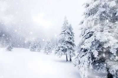 50 шт. миниатюрная искусственная Рождественская елка, маленькие снежные  морозные елки, сосновые елки, рождественские украшения «сделай сам» для  вечеринки | AliExpress