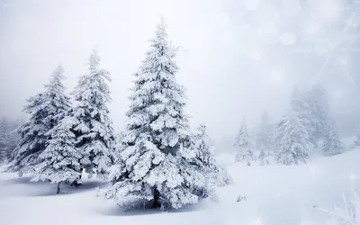 Белые ёлки - 2 шага до превращения в интерьерный шедевр. | Winter Story -  Eli.ru | Дзен