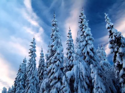миниатюрные елки из снега Фон Обои Изображение для бесплатной загрузки -  Pngtree
