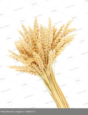Сноп пшеницы фото фотографии