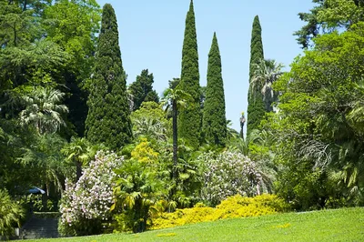 Выставка тюльпанов - Никитский ботанический сад