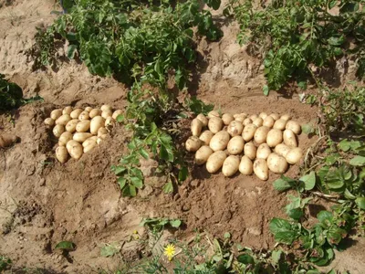 Сорт картофеля чародей фото фотографии