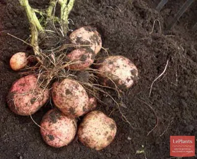 Ботанические семена картофеля - Ботанические семена картофеля Гранат х  Violetta