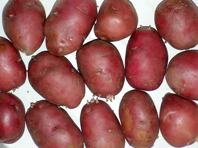 Купить картофель семенной восторг (2 кг) по цене 350 руб. в интернет  магазине \"Первые Семена\"