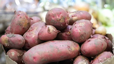 Картофель сорта Ласунок: характеристика и методы выращивания | Идеальный  огород | Дзен