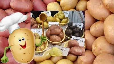 Гид по сортам картофеля: какую картошку лучше жарить и варить, а какая  будет вкуснее в салатах - Рамблер/женский
