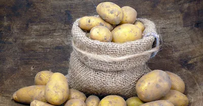 Сорта картофеля, устойчивые к колорадскому жуку − миф или реальность? | На  грядке (Огород.ru)
