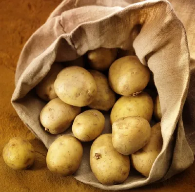 ТОП-7 самых крупных сортов картофеля | На грядке (Огород.ru)