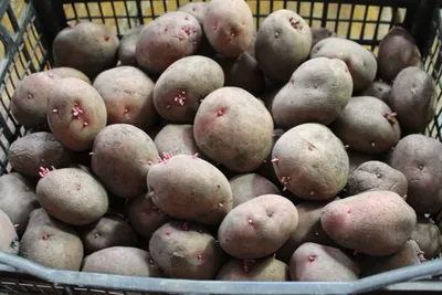 Выкопали старейший урожайный картофель \"ЛАСУНОК\", но 1 ведро из 9 выбросили  из-за фитофторы. - YouTube