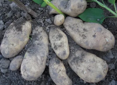 7 самых крупных сортов картофеля. | Сад и огород | Дзен
