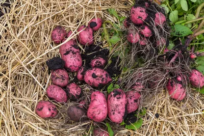 Запомните эти беспроблемные сорта картофеля: не возьмет никакая зараза -  Лента новостей Чебоксар