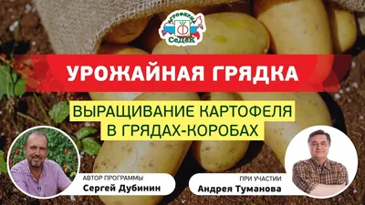 Вместе с учеными и специалистами рассказываем, где и почем купить лучшие  белорусские сорта семенного картофеля