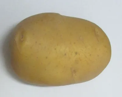 Нам картошка всем по нраву, как былую удержать ей славу? | Официальный сайт