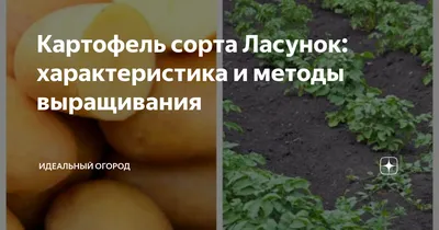 Продаю семена картофеля Ласунок – купить в Кимрах, цена 70 руб., продано 9  апреля – Растения и семена