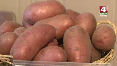Сорта семенного картофеля, купить различные сорта картофеля в Минске