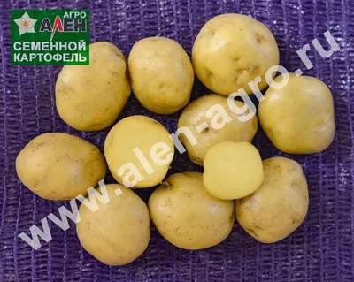 Ультраранние сорта Семенного Картофеля купить в Украине | Веснодар