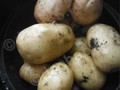 Продам/купить семенной картофель элитных сортов + с цветной мякотью,  Черниговская обл — Agro-Ukraine