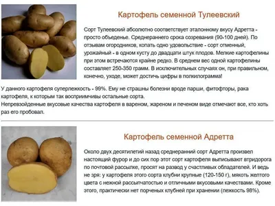 Сорт картофеля тулеевский фото фото