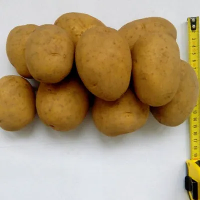 Картофель Гала (Gala) | Сорта картофеля