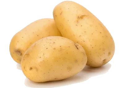 Купить Картофель семенной Гала вторая репродукция семенной от поставщика:  цена, характеристики