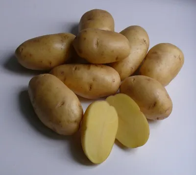 Семенной картофель Гала - купить в Украине — интернет-магазин СолнцеСад