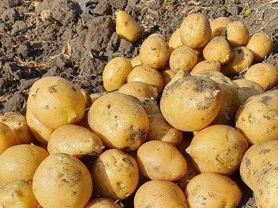 Картофель семенной 2кг сорт Гала купить с доставкой в МЕГАСТРОЙ Россия