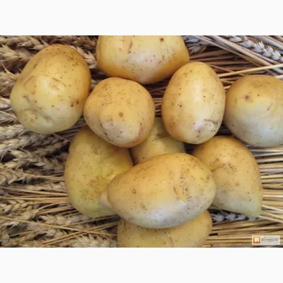 Картофель, ультра ранние сорта — 45—50 дней, Альта