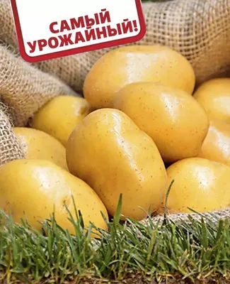 Продам/купить картофель ГАЛА ОПТОМ от производителя, Железногорск-Илимский  — ZernoRU.com