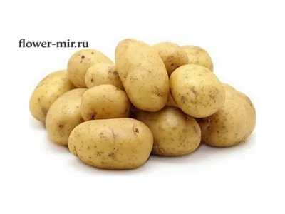 Сорт картофеля Гала: характеристики и особенности выращивания. Сорт  картофеля «Гала»: характеристики, качества и выращивание
