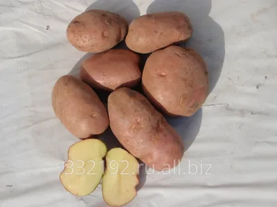 Популярные сорта картофеля: достоинства и недостатки