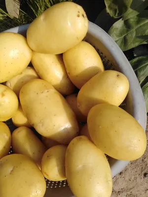 Картофель гала продовольственный ботанических сортов 2 сорт Агрокомплекс  купить с бесплатной доставкой на дом