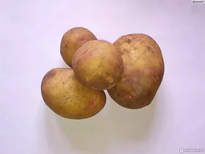 Семенной картофель Вектор (Белорусский Вектар) Элита