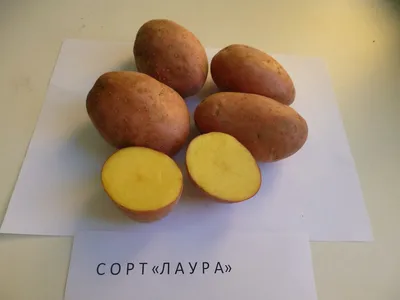 Картофель семенной купить в Минске по предзаказу
