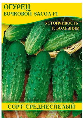 Семена огурца сорт Засолочный 500 г, Агролиния - купить по лучшей цене в  Одессе от компании \"💙АГРОЛИНИЯ™💛\" - 523406473