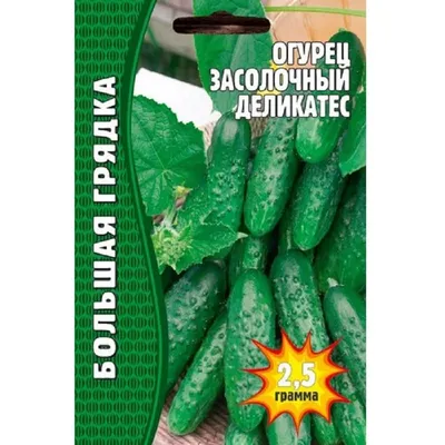 Семена огурца Засолочный, 0,5кг: купить оптом, цена 513 ₴/упаковка - 7 Соток