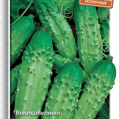 Семена Огурца ПОИСК Засолочный ОИ 25 шт — цена в Энгельсе, купить в  интернет-магазине, характеристики и отзывы, фото