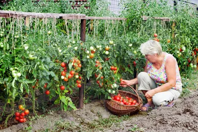 Сорт томатов Дубок, описание, характеристика и отзывы, а также особенности  выращивания