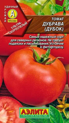 Сорт томатов Дубок, описание, характеристика и отзывы, а также особенности  выращивания