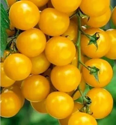 Семена томат дубок | Сравнить цены и купить на Prom.ua