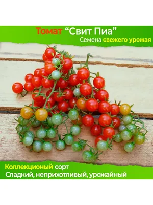 Купить семена томатов | интернет-магазин Белая Аллея