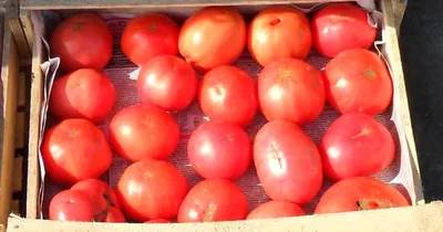 Семена помидоры, томат высокоурожайный сорт \"Добрая сказка\" (открытый и  закрытый грунт) купить по цене 56 ₽ в интернет-магазине KazanExpress