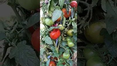 Лучшие сорта помидор для открытого грунта устойчивые к фитофторе |  Домовёнок | Дзен