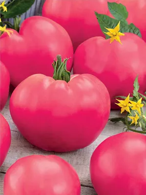 Вкусный Огород: Сорта помидоров для Сибири, А - Я