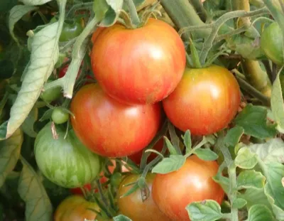 Сорт томатов - Барбарис - Супер сладкий урожайный черри